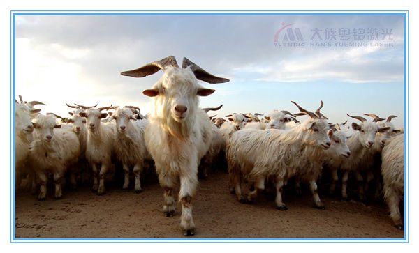 領(lǐng)頭羊-大族粵銘激光