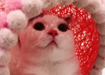 榜樣的力量!毛絨玩具激光切割機沖鴨 榜樣的力量!毛絨玩具激光切割機沖鴨